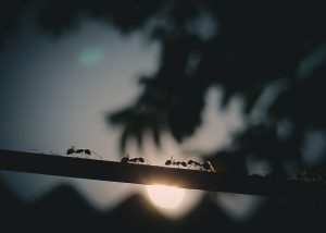 Dr. Winthrop-Young Publishes on Killer Ants