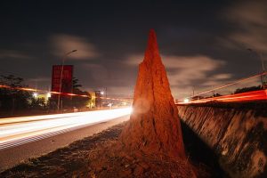 Dr. Winthrop-Young publishes on totalitarian termites