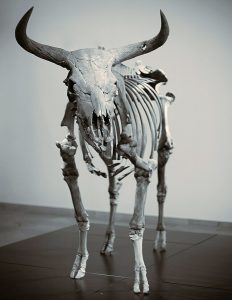 Dr. Winthrop-Young publishes on the resurrected aurochs